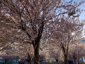 Cherry Blossom Stavanger Concert Hall / Stavanger konserthus