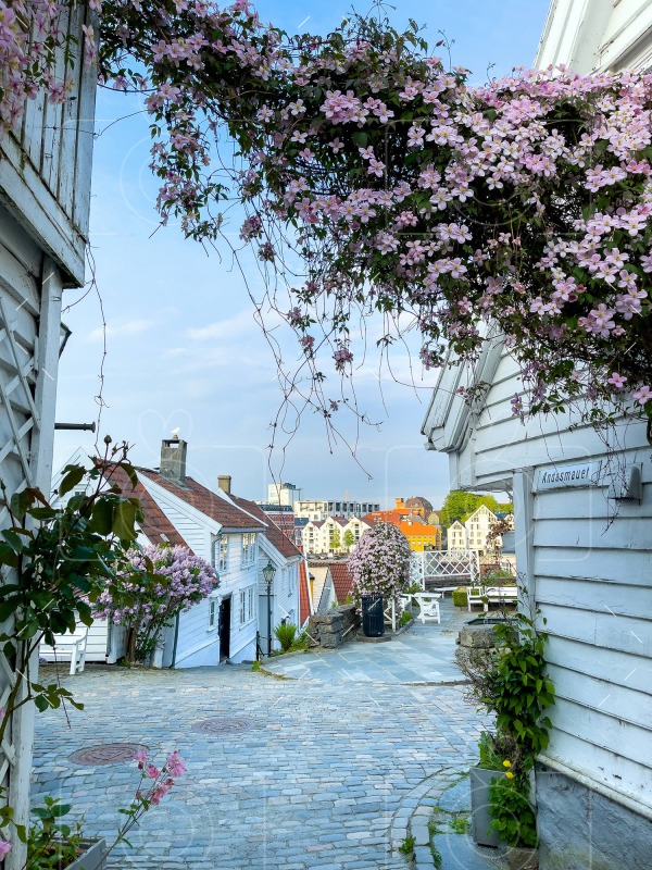 Clematis in Old Stavanger / Gamle Stavanger